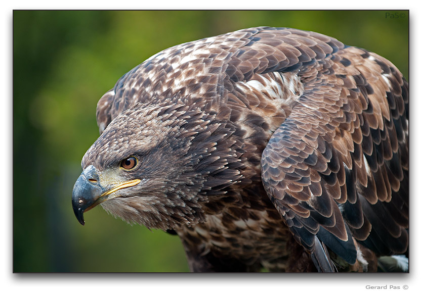 American Bald Eagle - click to enlarge image