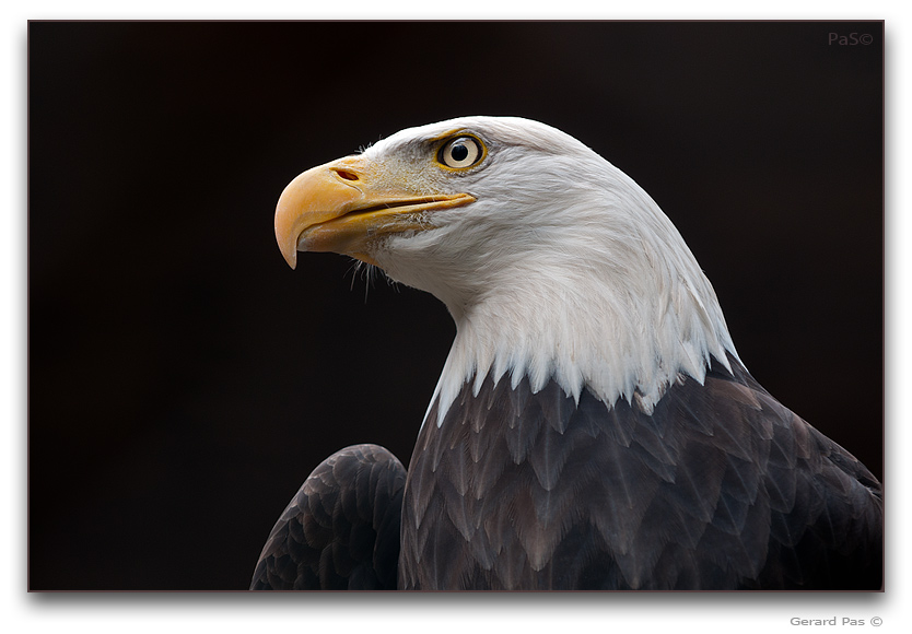 American Bald Eagle - click to enlarge image