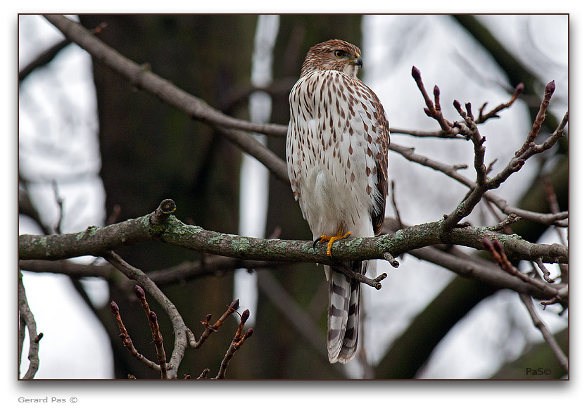 Cooper's Hawk - click to enlarge image