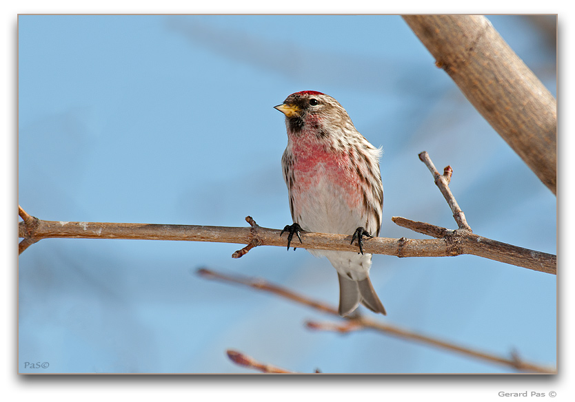 Common Redpoll - click to enlarge image