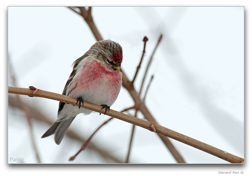 Common Redpoll - click to enlarge image