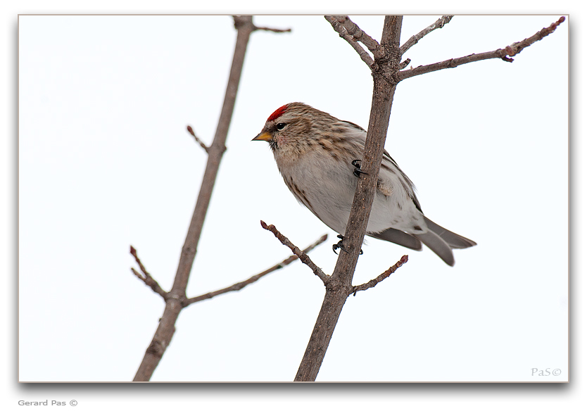 Common Redpoll - click to enlarge image