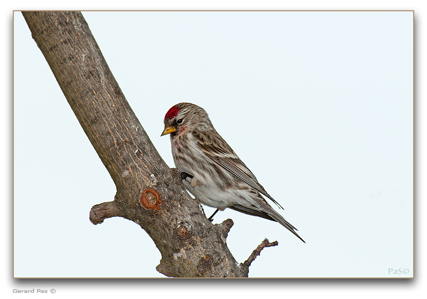 Common Redpoll - click to enlarge image