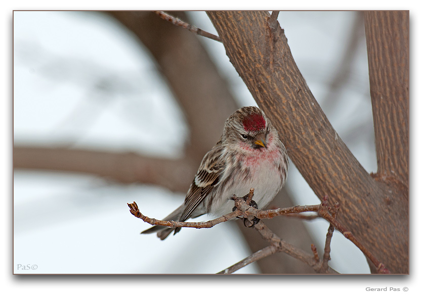 Common Redpoll - click to enlarge image