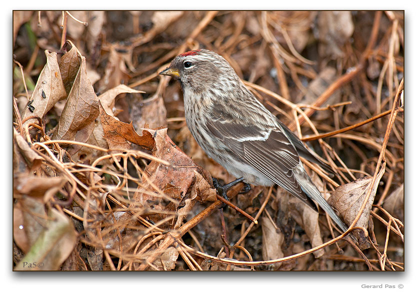 Common Redpoll - click to enlarge image