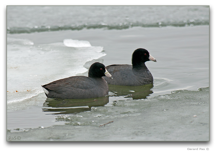 American Coot - click to enlarge image