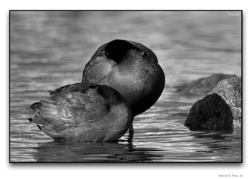 American Coot - click to enlarge image