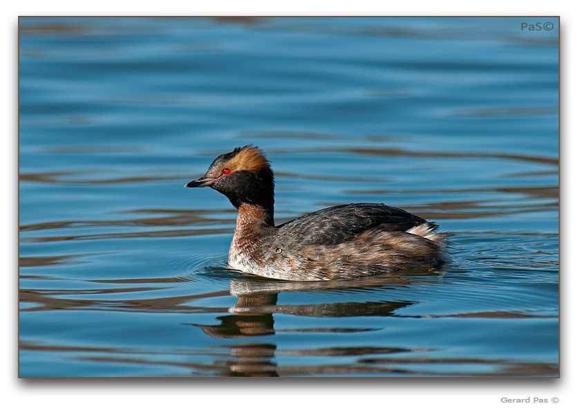 Horned Grebe - click to enlarge image