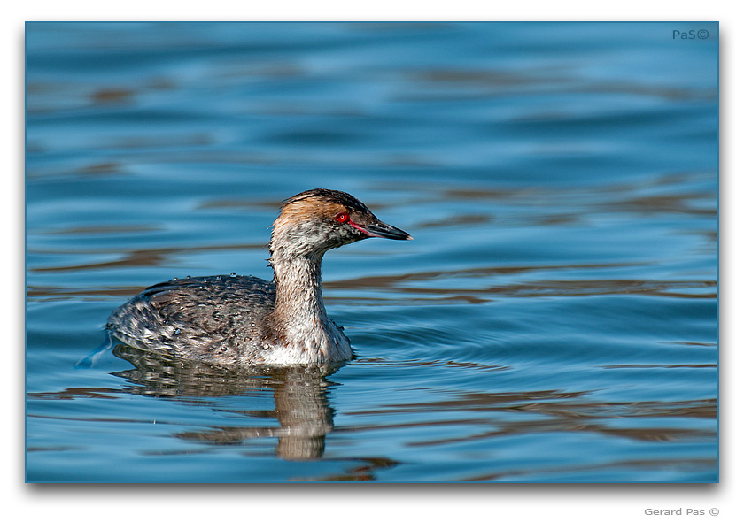 Horned Grebe - click to enlarge image