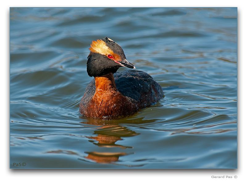 Horned Grebe - click to enlarge image