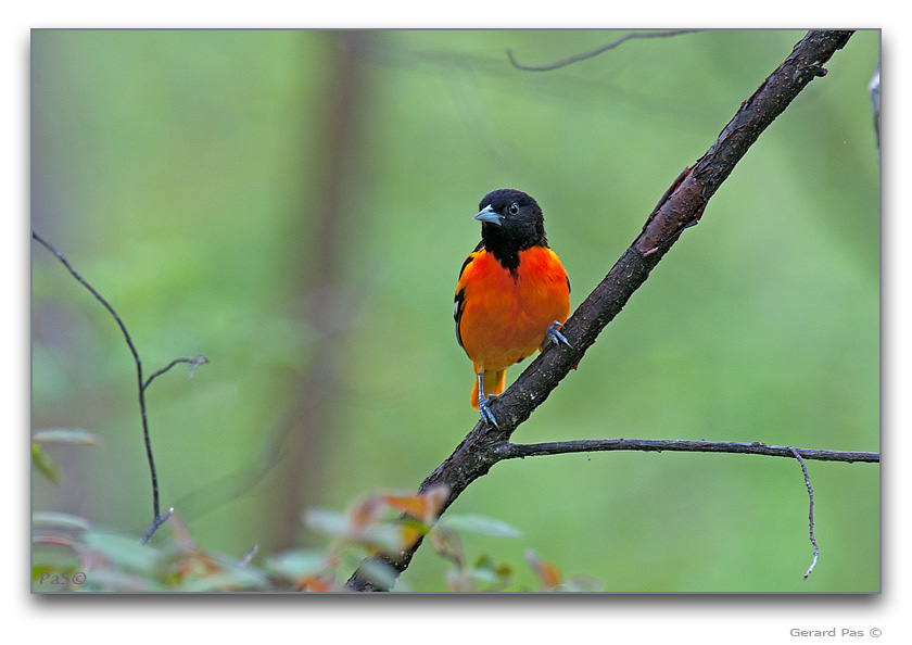 Northern Oriole - male - click to enlarge image