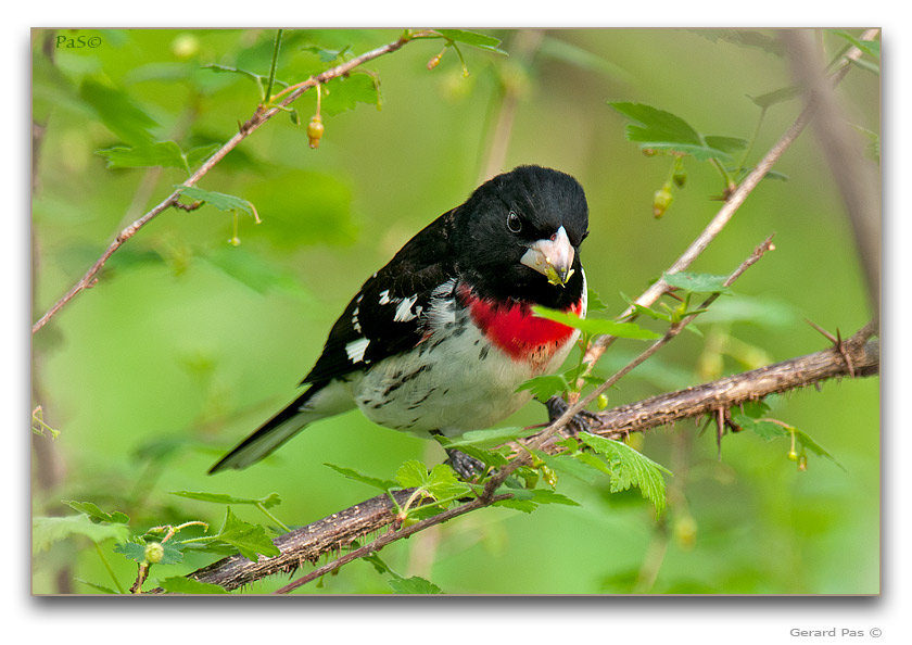 Rose-breasted Grosbeak male - click to enlarge image