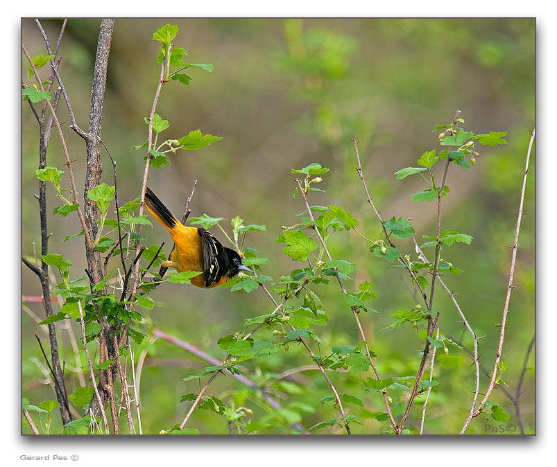 Northern Oriole - male - click to enlarge image