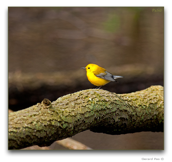 Prothonotary Warbler - click to enlarge