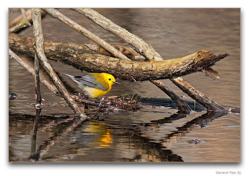 Prothonotary Warbler - click to enlarge