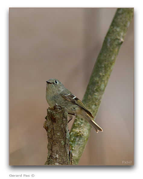 Ruby-crowned Kinglet - click to enlarge image