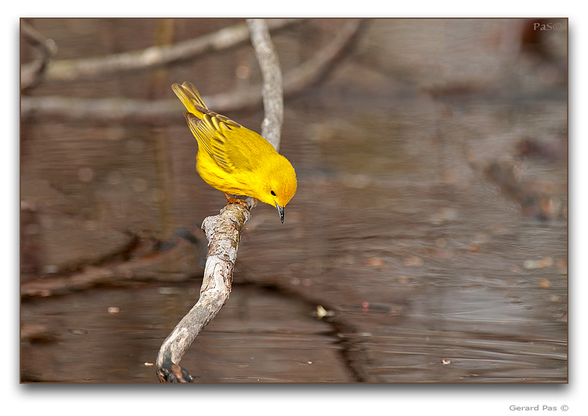 Yellow Warbler - click to enlarge image