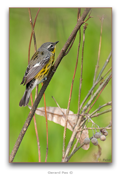 Magnolia Warbler - click to enlarge image