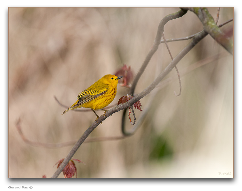 Yellow Warbler - click to enlarge image