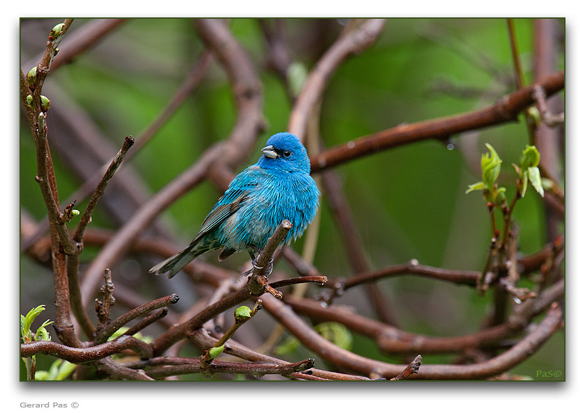 Indigo Bunting - click to enlarge image