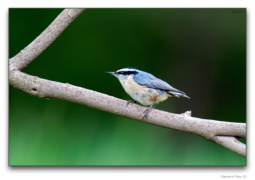 Red-breasted Nuthatch _DSC18138.JPG - click to enlarge image