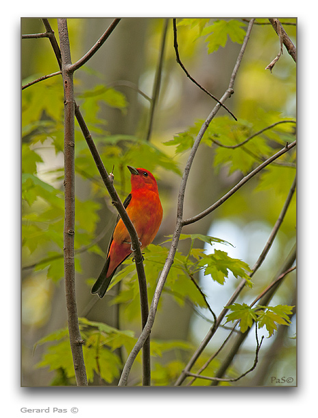 Scarlet Tanager - click to enlarge image