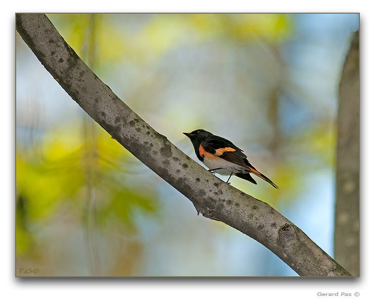 American Redstart Warbler - click to enlarge image