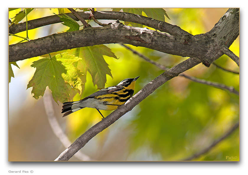 Magnolia Warbler - click to enlarge image