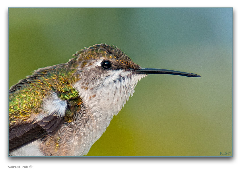 Ruby-throated Hummingbird - click to enlarge image