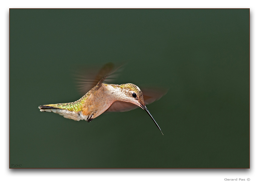 Ruby-throated Hummingbird - click to enlarge image