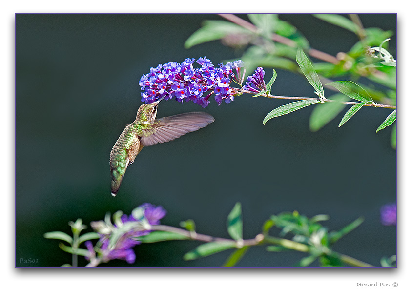 Ruby-throated Hummingbird - click to enlarge image