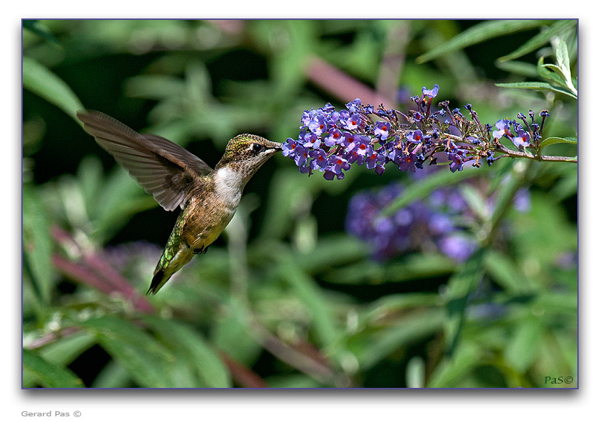 Ruby-throated Hummingbird - click to enlarge image