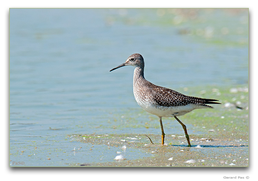 Greater Yellowlegs Sandpiper - click to enlarge image