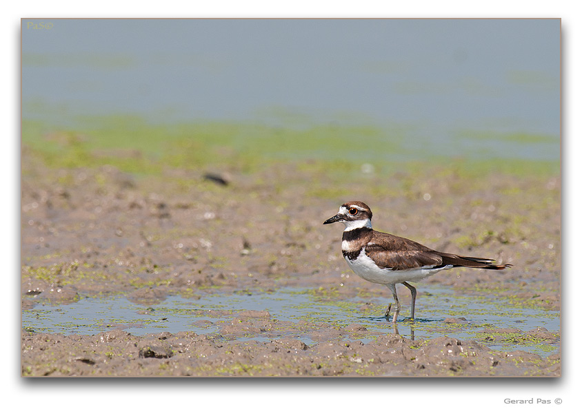 Killdeer Plover - click to enlarge image