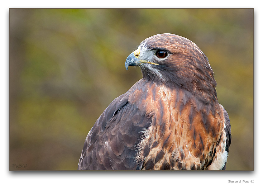 Red-tailed Hawk - click to enlarge image