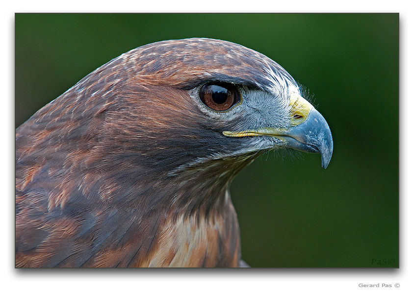 Red-tailed Hawk - click to enlarge image