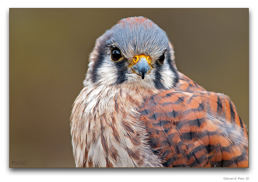 American Kestrel - click to enlarge image