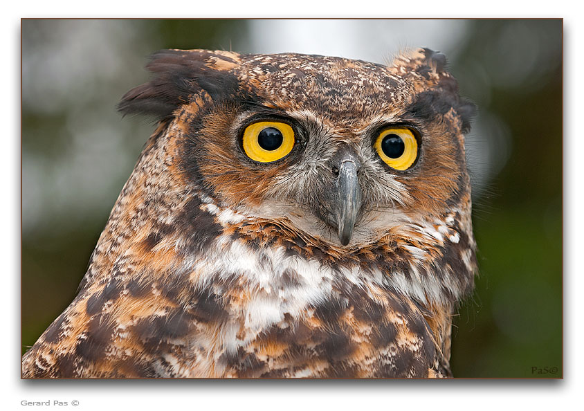 Great Horned Owl - click to enlarge image