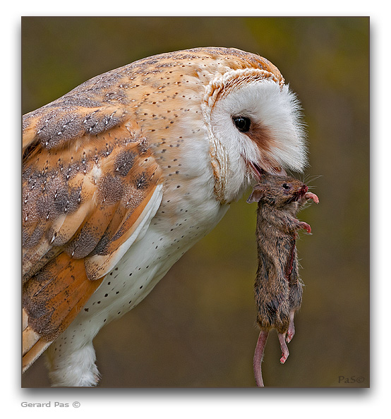 Barn Owl - click to enlarge image