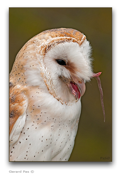 Barn Owl - click to enlarge image