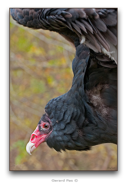 Turkey Vulture - click to enlarge image