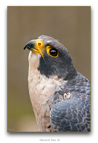 Peregrine Falcon - click to enlarge image