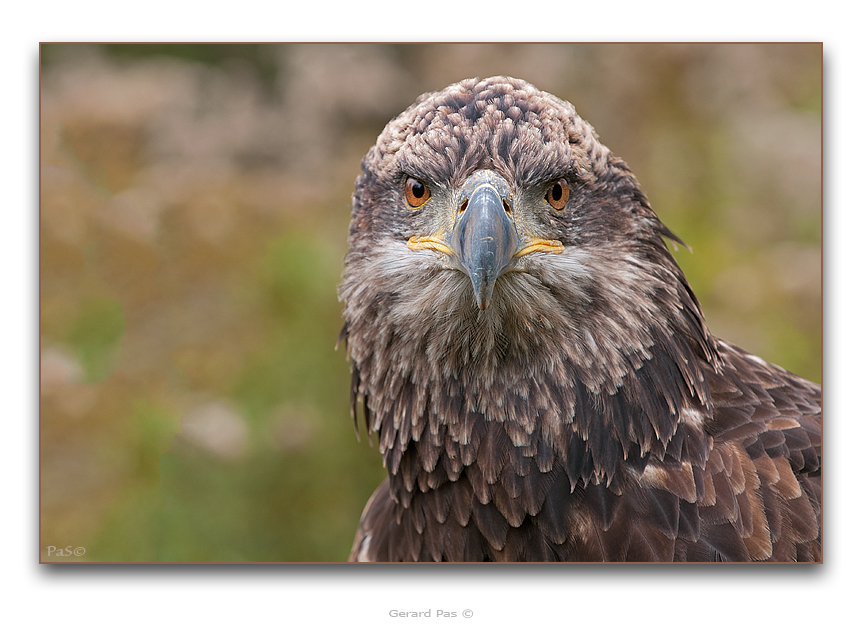 American Bald Eagle - click to enlarge image