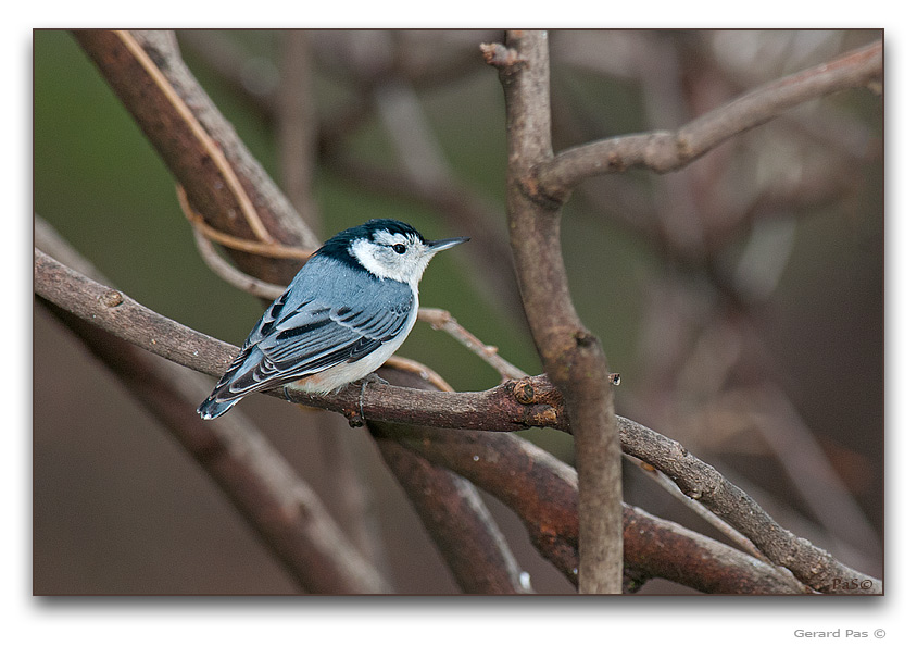 White-breasted Nuthatch _DSC18138.JPG - click to enlarge image