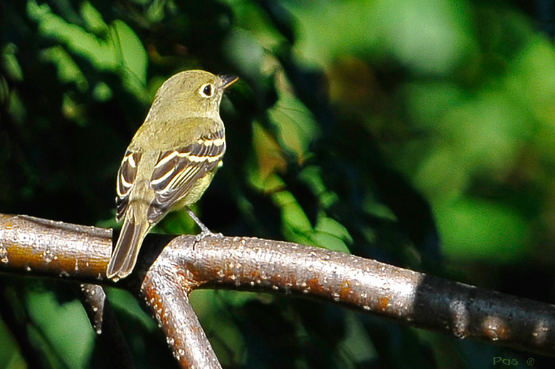 Yellow-bellied Flycatcher _DSC9677.JPG - click to enlarge image