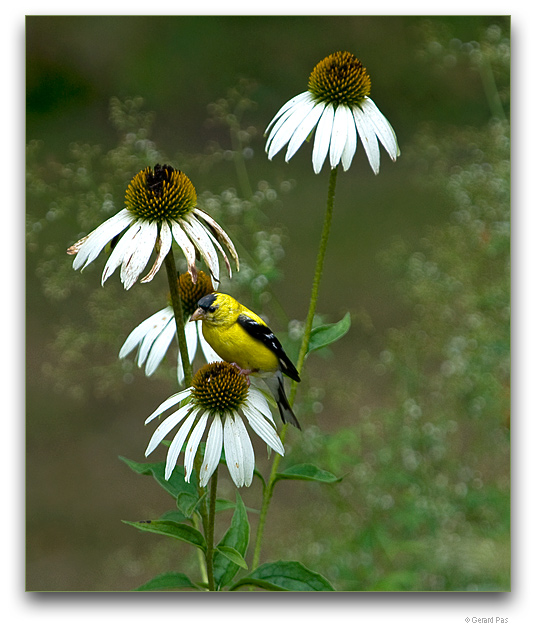 Eastern / American Goldfinch _DSC9965.JPG - click to enlarge image