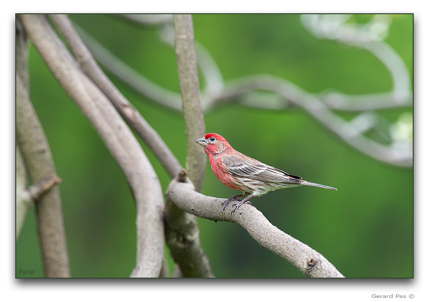 Common House Finch - click to enlarge image