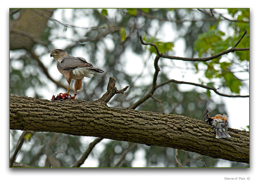 Cooper's Hawk - click to enlarge image