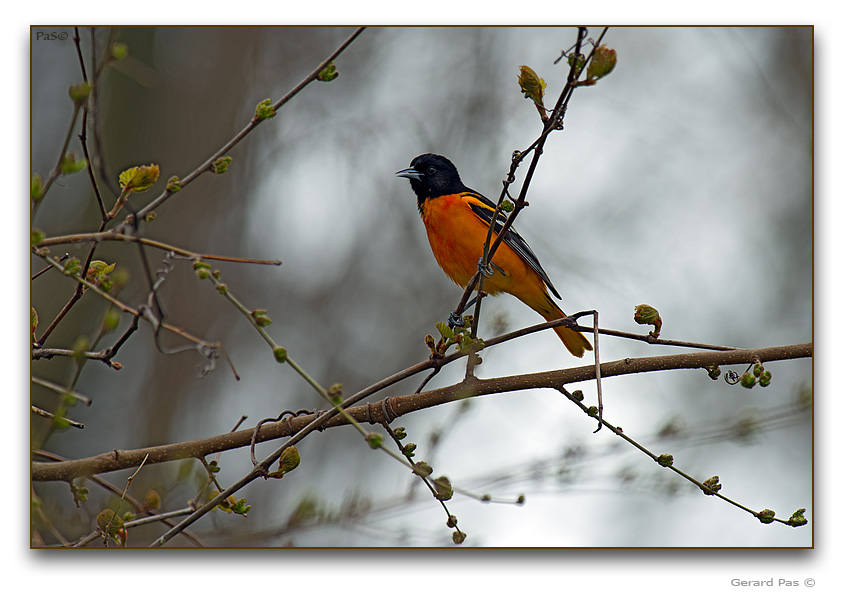 Northern Oriole - male - click to enlarge image