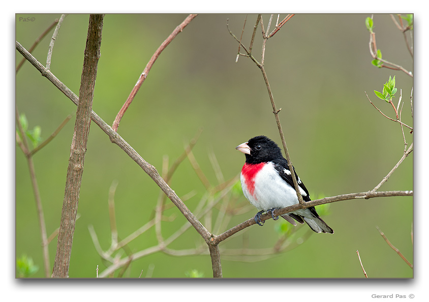 Rose-breasted Grosbeak - click to enlarge image